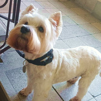 Marci, westhighland white terrier