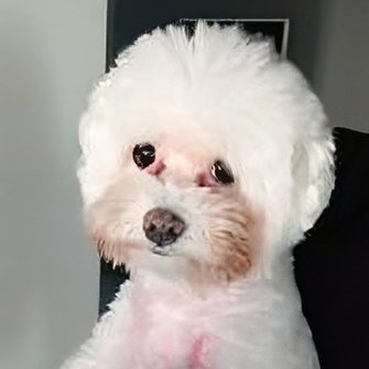 Lili (bichon bolognese)