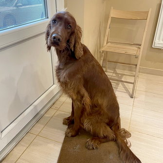 Bíbor (ír szetter)