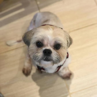 Maya (shi-tzu jellegű kutya)