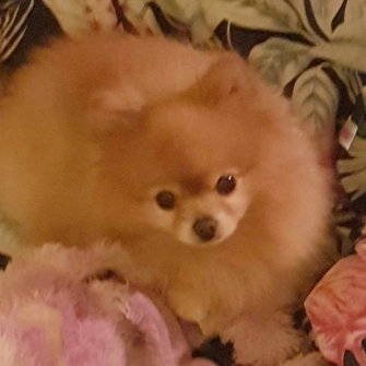 Szása (törpe spitz)