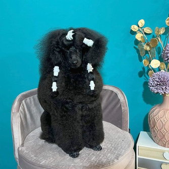 Eris (törpe uszkár)