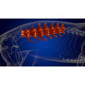   Gerinc-és idegi eredetű fájdalmak kutyáknál-kiscsoportos online workshop gazdiknak