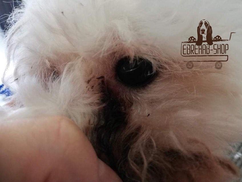 feher kutya szemfolyas elotte barna konnyfolt