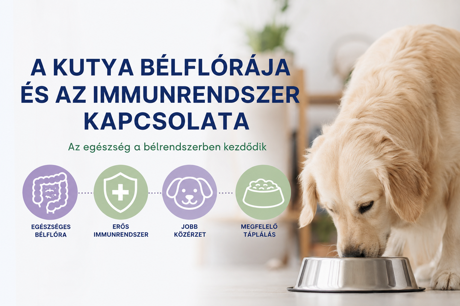 A kutya bélflórája és az immunrendszer kapcsolata – Az egészség alapja a bélrendszerben kezdődik