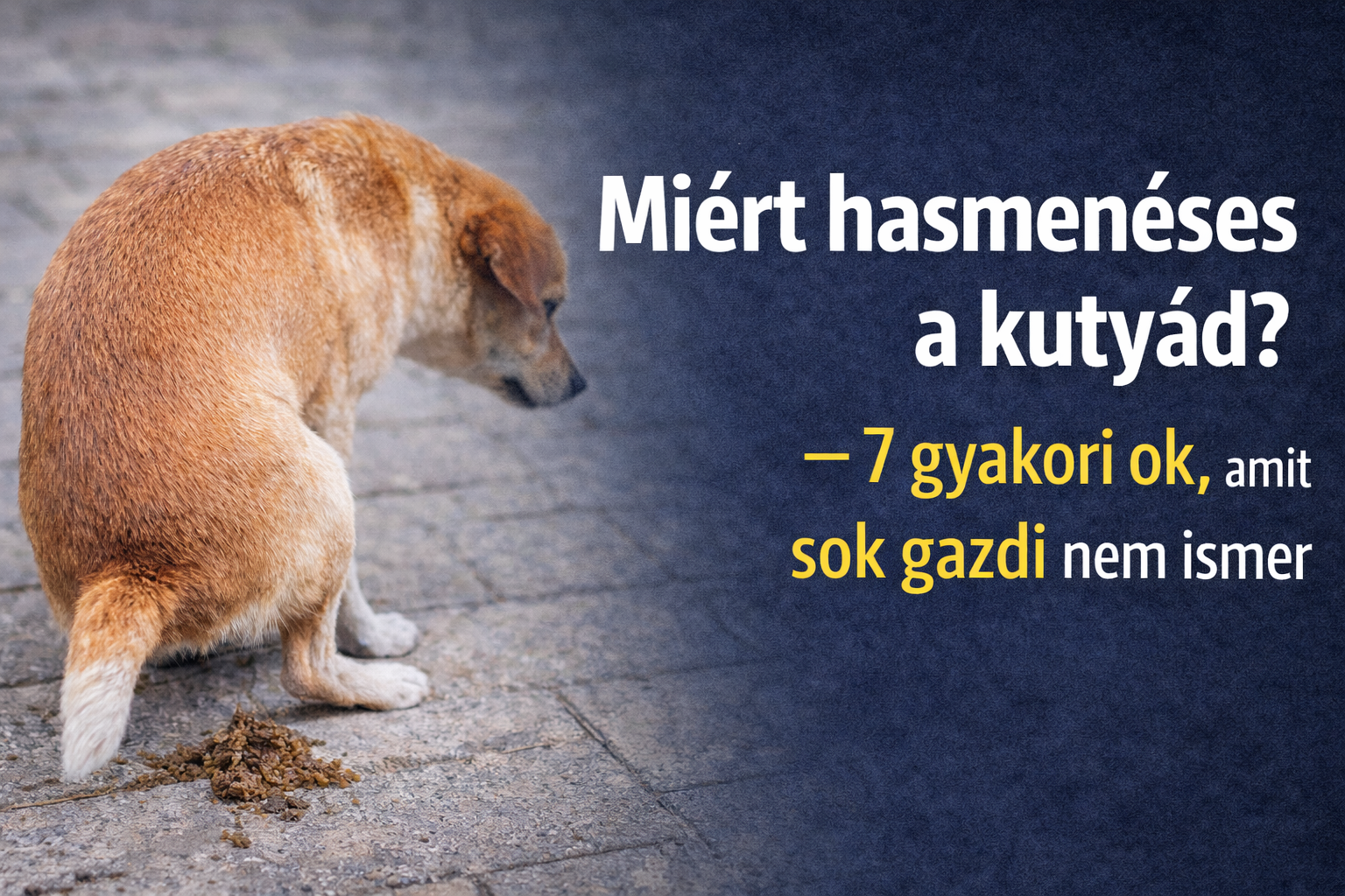 Miért hasmenéses a kutyád? – 7 gyakori ok, amit sok gazdi nem ismer