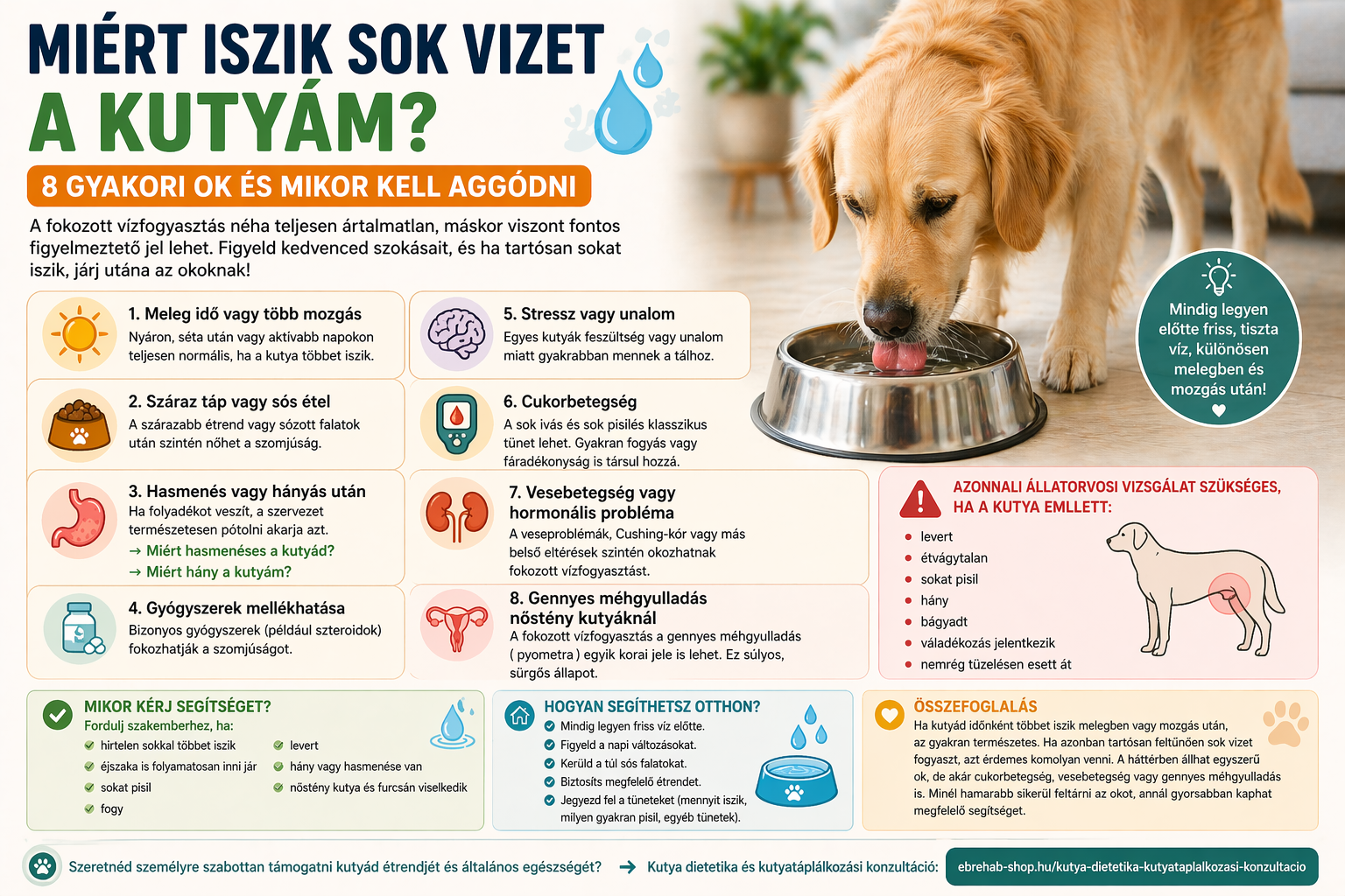 Miért iszik sok vizet a kutyám? 8 gyakori ok és mikor kell aggódni