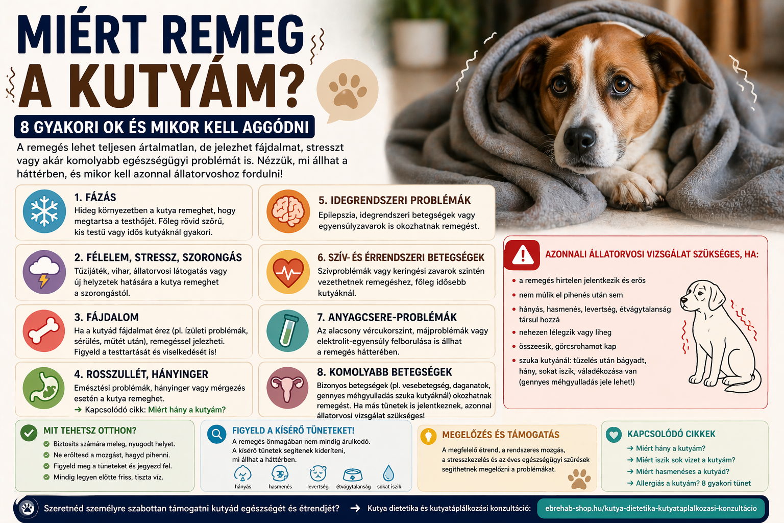 Miért remeg a kutyám? 8 gyakori ok és mikor kell aggódni