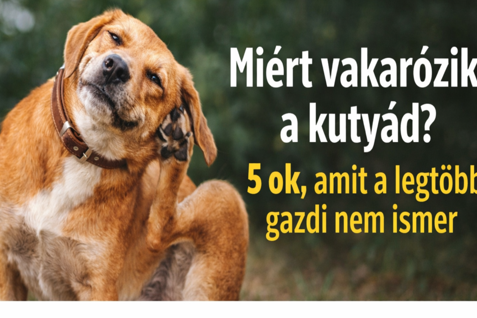 Miért vakarózik a kutyád? – 5 ok, amit a legtöbb gazdi nem ismer