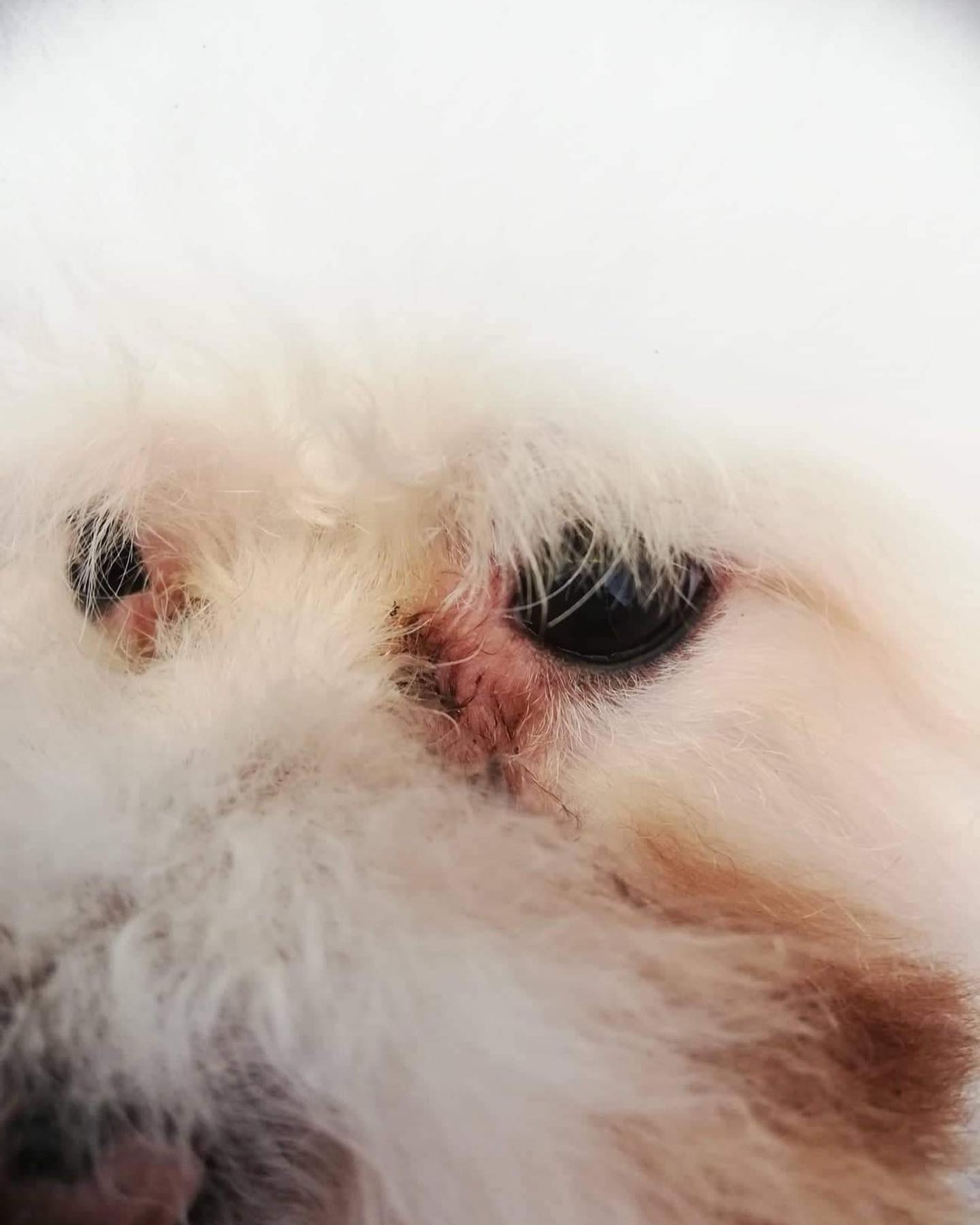 feher kutya szemfolyas javulas utan tiszta szem